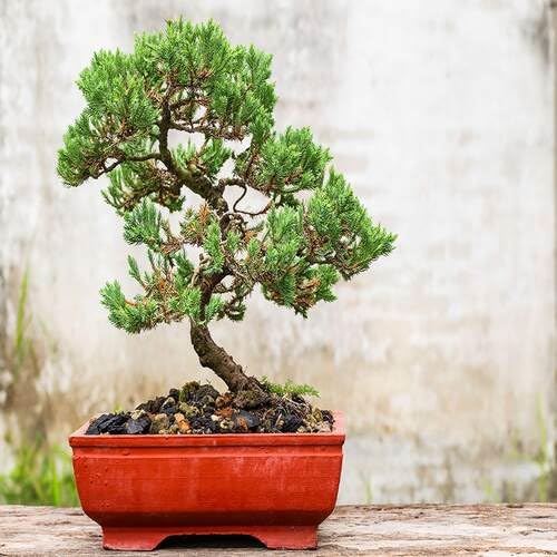 greenbonsaiheirloomnongmo flower seeds