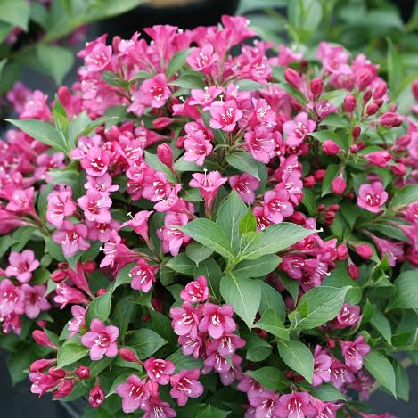 Weigela Flower Seeds – Heirloom Non-GMO High Germination Organic Garden Seeds for Planting