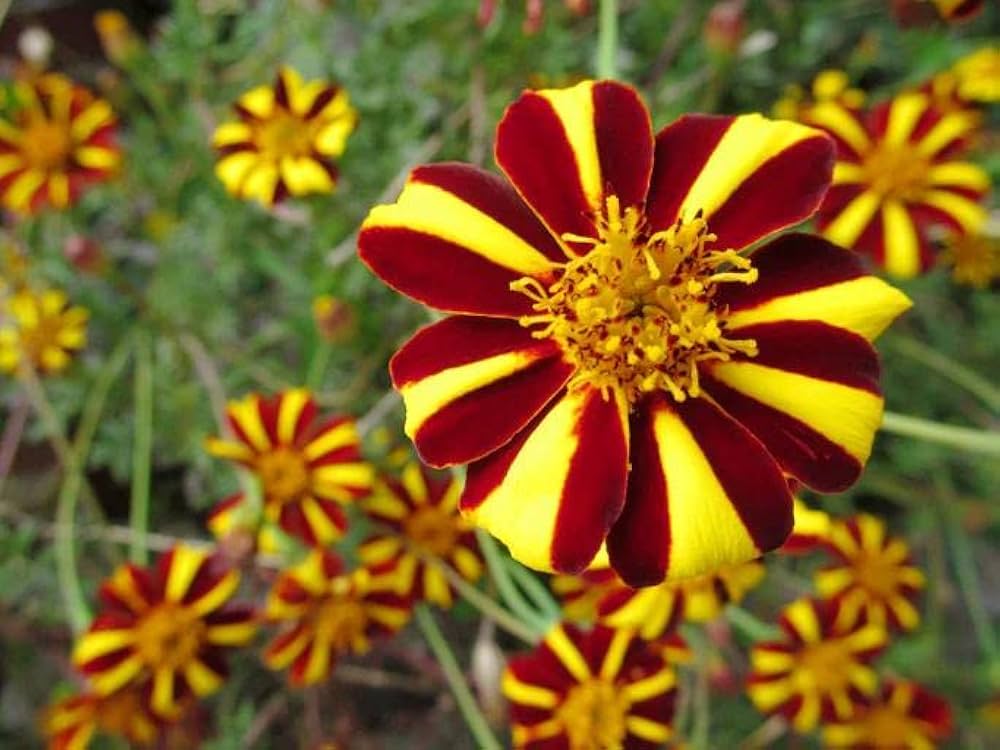french marigold flower seeds