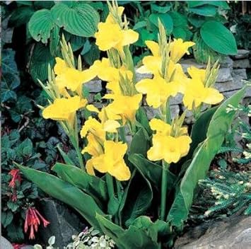 yellowpretoriaflowerheirloomnongmo flower seeds