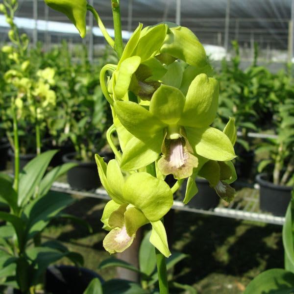 Orchid Flower Seeds Green – Heirloom, Non-GMO, High Germination Seeds
