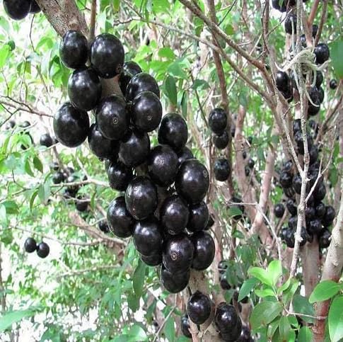 Black Jabuticaba Fruit Seeds – Heirloom, Non-GMO, High Germination Organic Garden Seeds