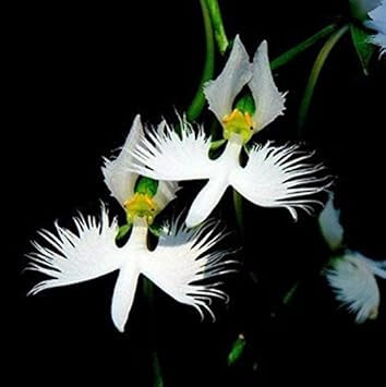 whiteradiataflowerheirloomnongmo flower seeds