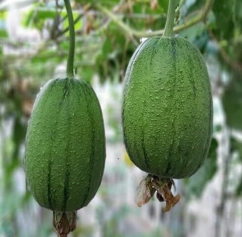 Semillas de Luffa Verde – Cimientes, No-GMO, Alta Germinación Semillas de Jardín Orgánicas para Siembra