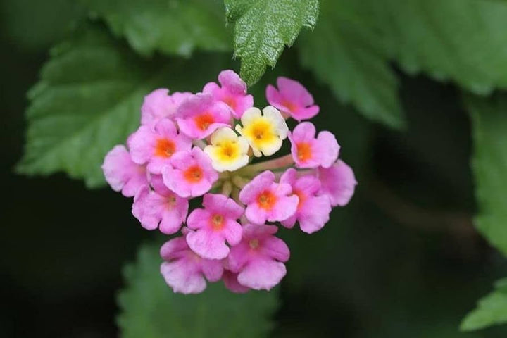 Pink Lantana Flower Seeds – Heirloom, Non-GMO, High Germination Seeds