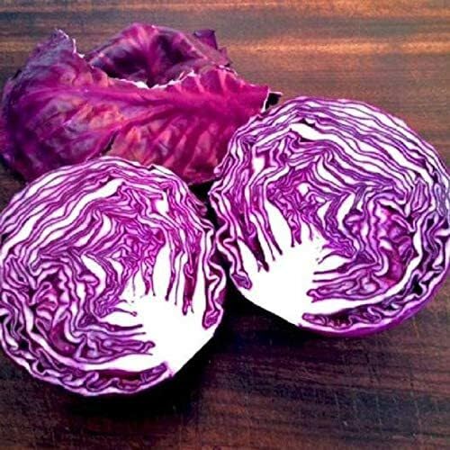 Purpur-Salat Samen – Alte Sorte, gentechnikfrei, keimstark, Bio-Gartensamen zur Aussaat
