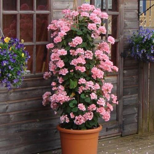 Pink Climbing Geranium Flower Seeds for Planting – Heirloom Non-GMO High Germination Organic Garden Seeds