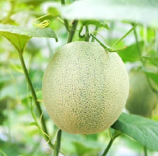 Green Muskmelon Seeds – Heirloom, Non-GMO, High Germination Organic Garden Seeds