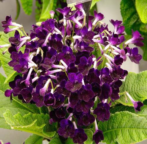 Violet Streptocarpus Flower Seeds for Planting – Heirloom, Non-GMO, High Germination Organic Garden Seeds