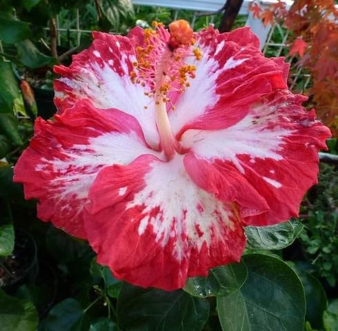 Semillas de flores de hibisco rojo y blanco para plantar – Semillas de jardín orgánicas reliquia no transgénicas de alta germinación