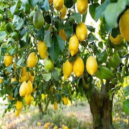 Green Lemon Tree Seeds – Heirloom, Non-GMO, High Germination Organic Garden Seeds