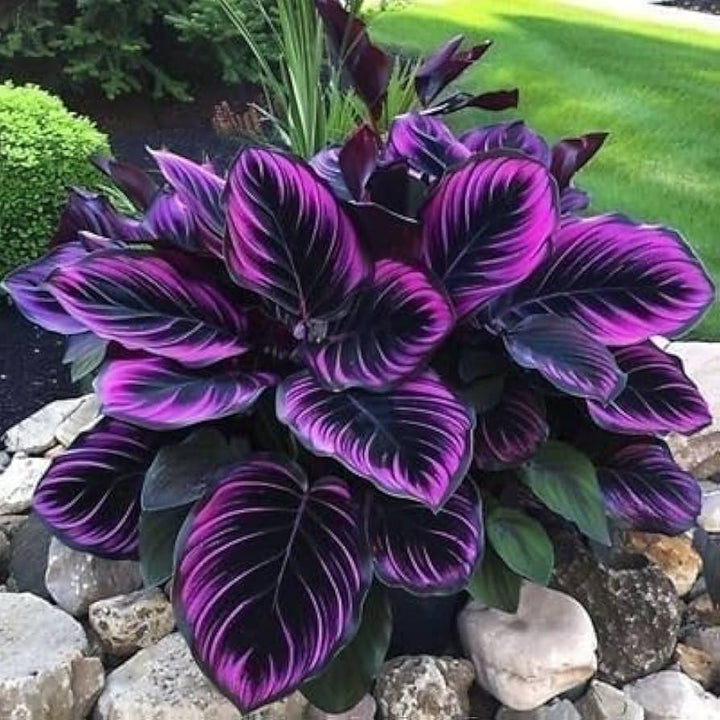 Purple Black Caladium Seeds – Heirloom, Non-GMO, High Germination Organic Garden Seeds, Seeds for Planting