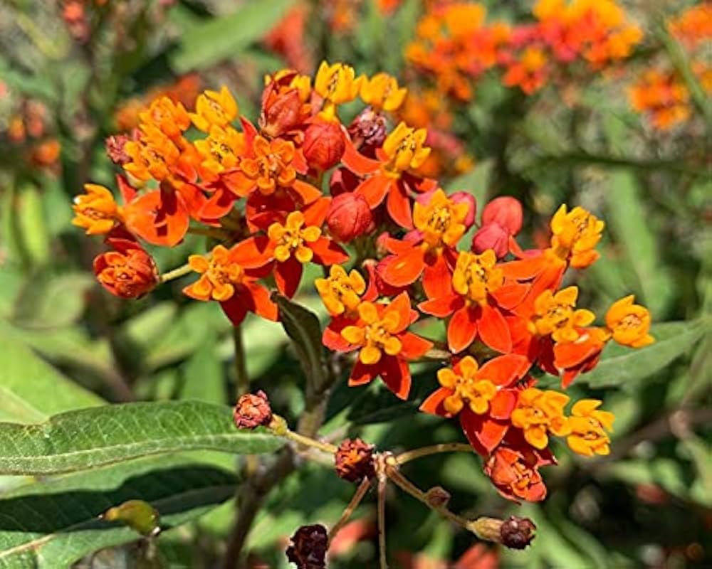 Yellow Red Asclepias Flower Seeds – Heirloom Non-GMO High Germination Organic Seeds