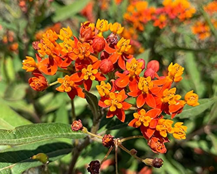 Yellow Red Asclepias Flower Seeds – Heirloom Non-GMO High Germination Organic Seeds