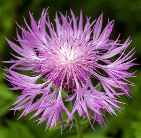 Rosa Kornblumen-Samen – Alte Sorte, gentechnikfrei, hohe Keimrate, Bio-Gartensamen zum Pflanzen