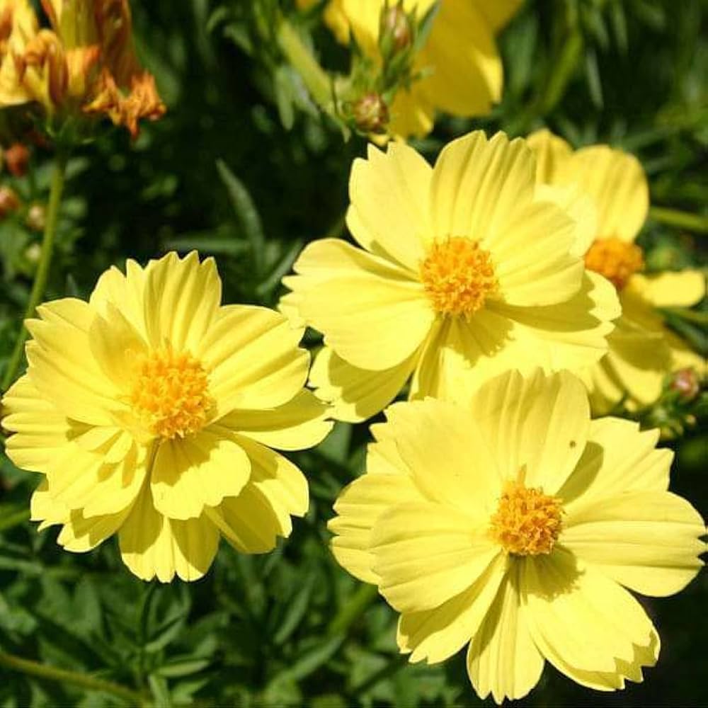 Cosmos Flower Seeds Yellow for Planting – Heirloom Non-GMO High Germination Seeds