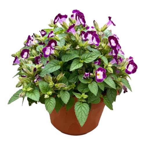 Purple Torenia Flower Seeds – Heirloom, Non-GMO, High Germination Organic Seeds