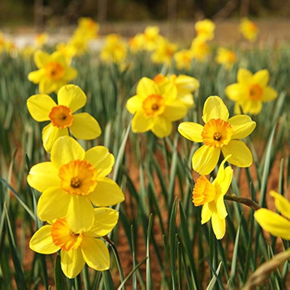 narcissus flower flower seeds