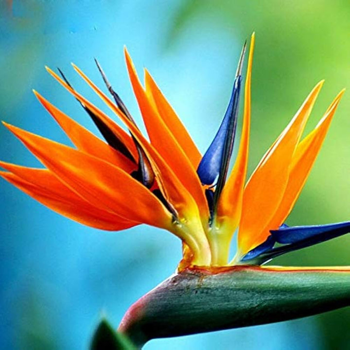Perennial Bird Paradise Flower Seeds – Heirloom, Non-GMO, High Germination Seeds