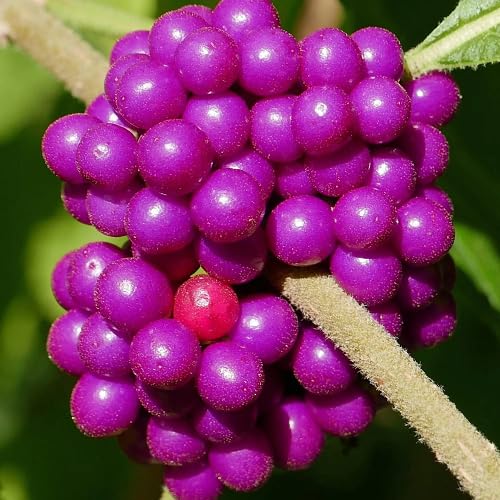 Callicarpa Seeds – Heirloom, Non-GMO, High Germination Organic Garden Seeds