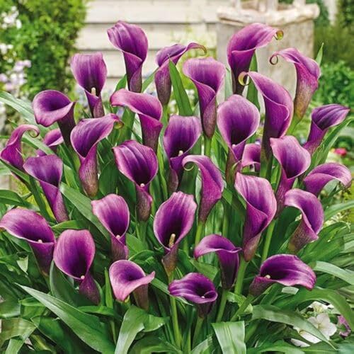 purple calla flower seeds