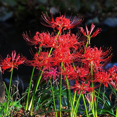 Red Lycoris Radiata Flower Seeds Heirloom Non-GMO High Germination Organic Garden Seeds for Planting