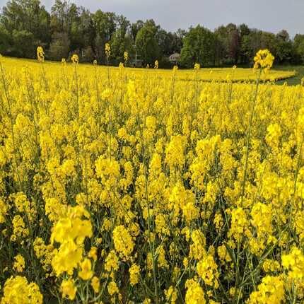 Yellow Rapeseed Flower Seeds Heirloom Non-GMO High Germination Organic Garden Seeds for Planting