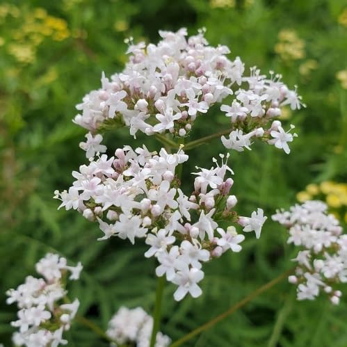 White Valerian Flower Seeds – Heirloom, Non-GMO, High Germination Organic Garden Seeds