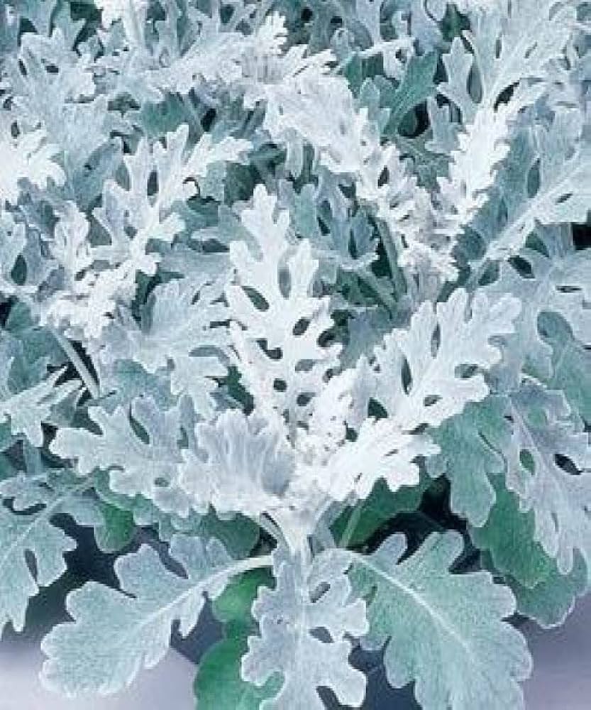 dusty miller flower seeds