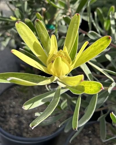 Yellow Leucadendron Flower Seeds – Heirloom Non-GMO High Germination Organic Seeds