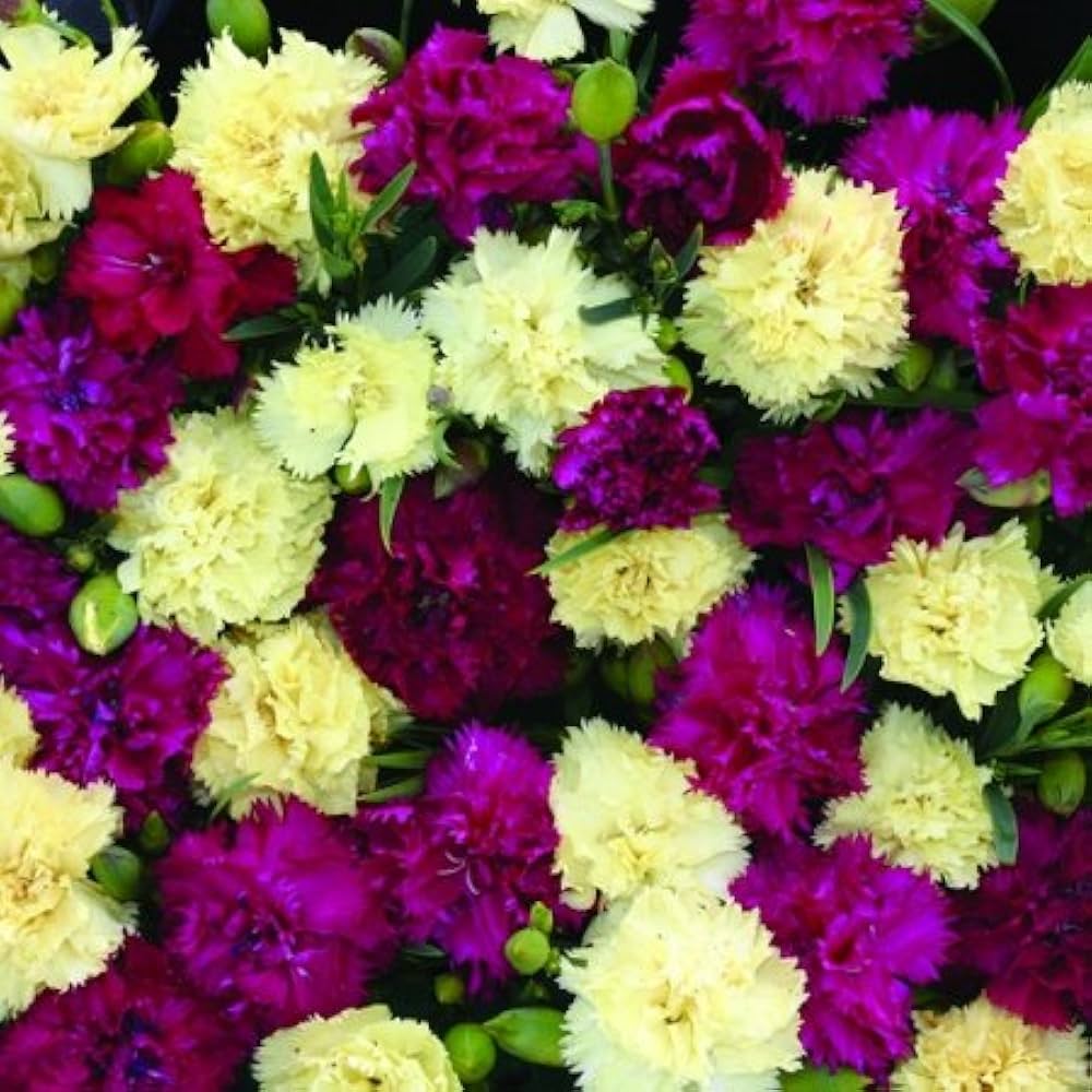 mixed bananaberry flower seeds