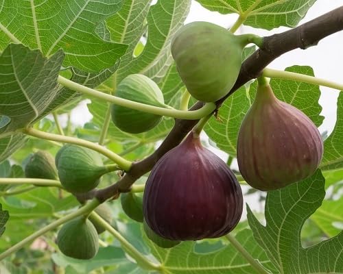 Fig Seeds Red Heirloom Non-GMO High Germination Organic Garden Seeds for Planting
