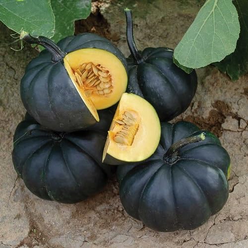 Black Pumpkin Seeds – Heirloom, Non-GMO, High Germination Organic Garden Seeds Planting
