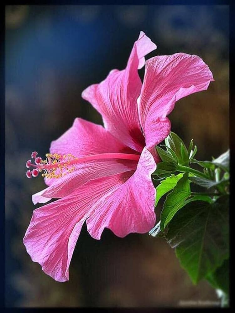 hibiscus rosa flower seeds