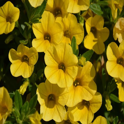yellowcalibrachoaflowerheirloomnongmo flower seeds