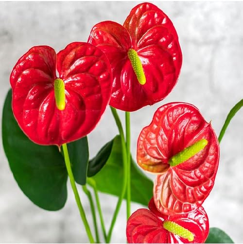 Anthurium Blumensamen Rot zum Pflanzen, alte Sorte, gentechnikfrei, hohe Keimrate, Bio-Gartensamen