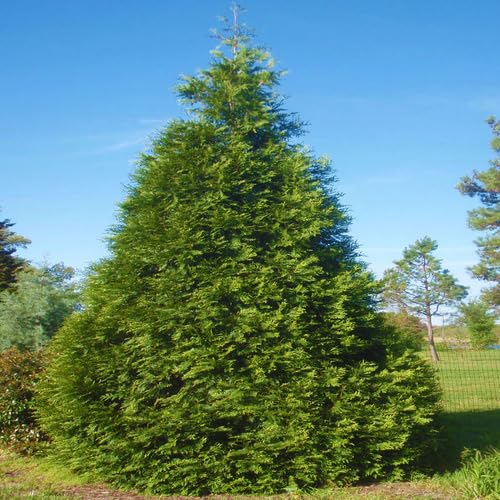 green thuja flower seeds