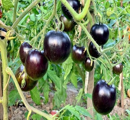 Black Tomato Seeds – Heirloom, Non-GMO, High Germination Organic Garden Seeds Planting