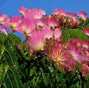 albizia saman flower seeds
