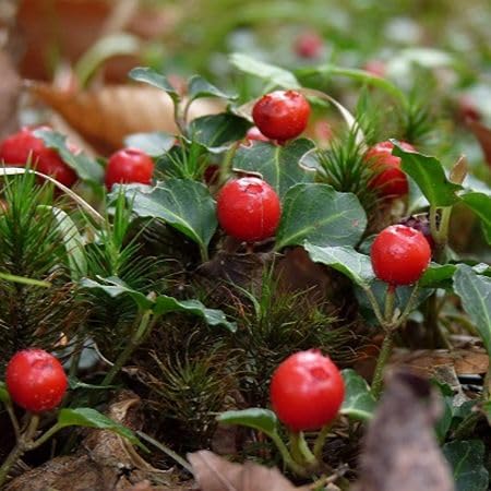Partridge Berry Seeds Red – Heirloom, Non-GMO, High Germination Organic Garden Seeds