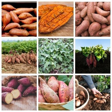 Mixed Sweet Potato – Heirloom, Non-GMO, High Germination Organic Garden Seeds Planting