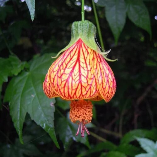 Red Lantern Hibiscus Flower Seeds – Heirloom, Non-GMO, High Germination Seeds