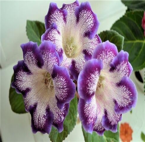 White Purple Gloxinia Flower Seeds Heirloom Non-GMO High Germination Organic Garden Seeds for Planting