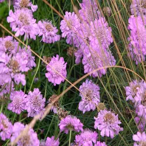 Scabious Flower Seeds for Planting – Heirloom, Non-GMO, High Germination Organic Garden Seeds
