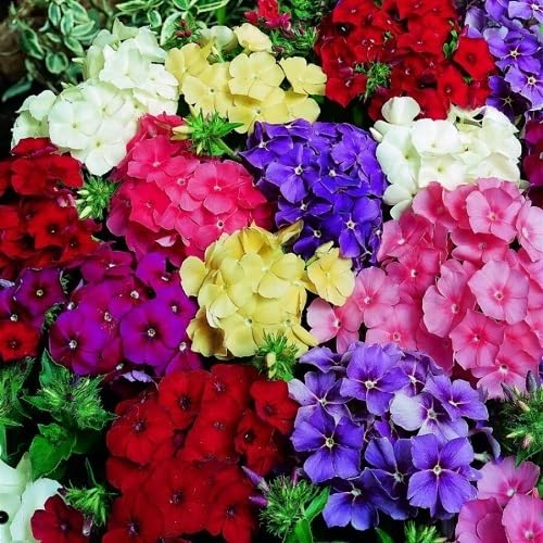 Phlox Flower Seeds Mixed – Heirloom, Non-GMO, High Germination Organic Garden Seeds for Planting