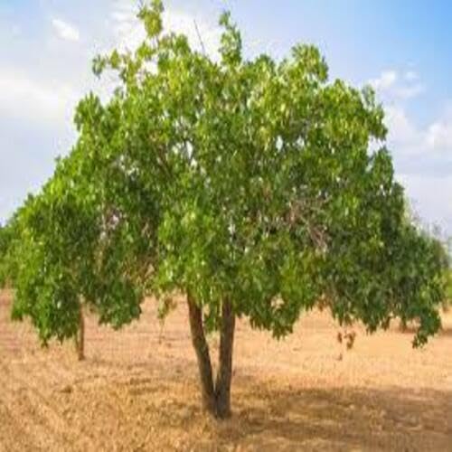 pistachio tree heirloom non-gmo seeds