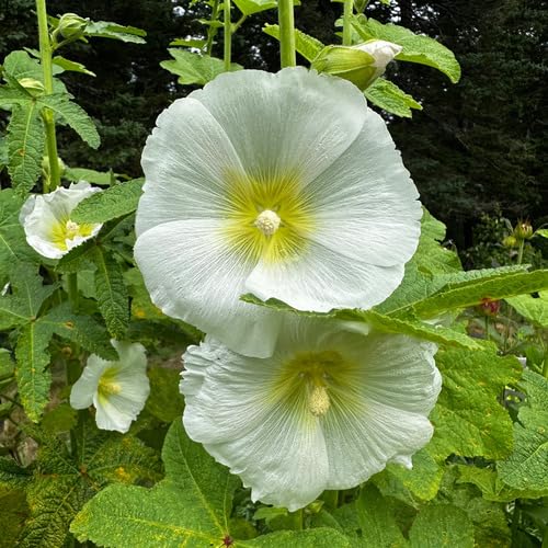 Hollyhock Flower Seeds – Heirloom, Non-GMO, High Germination Organic Garden Seeds for Planting