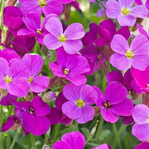 Rosa Gänsekresse Aubrieta Blumensamen – Alte Sorte, gentechnikfrei, hochkeimfähig, Bio-Gartensamen für lebendige Bodendecker