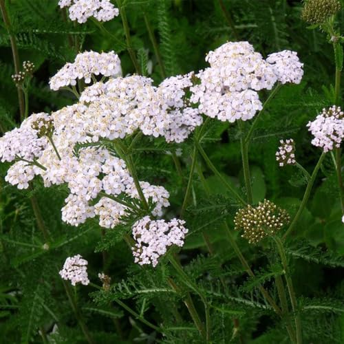 White Achillea Millefolium Flower Seeds Heirloom Non-GMO High Germination Organic Garden Seeds