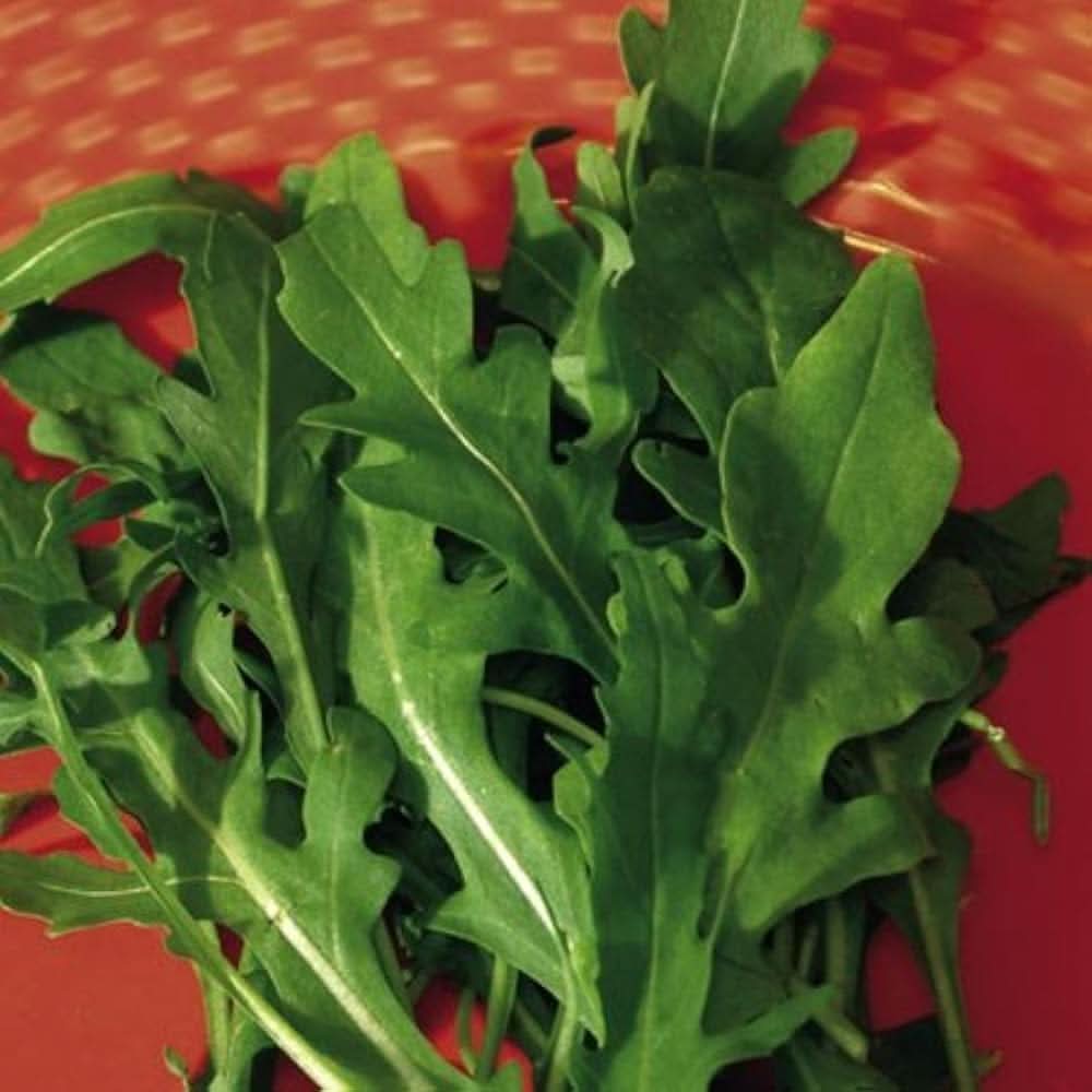 Arugula Eruca herb seeds